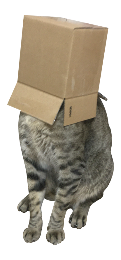 박스 쓰고 있는 고양이