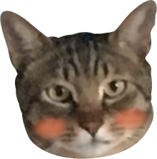 구독 고양이 사진