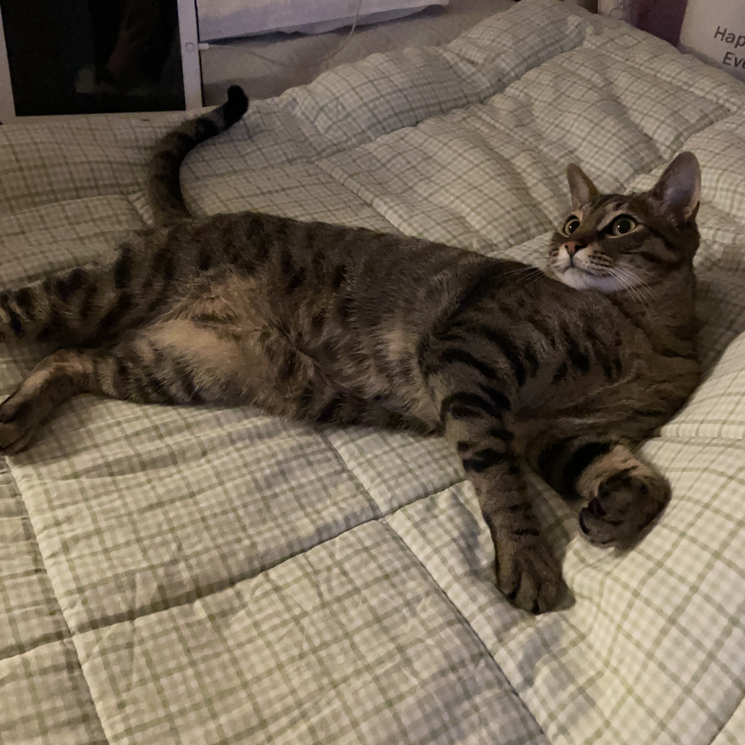 누워있는 고양이